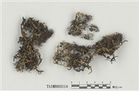 藏品(蔓苔屬)的圖片